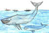 whales.jpg (112986 bytes)